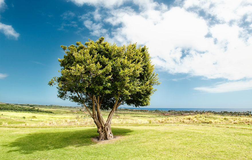 ��������VI-��Ʒ��ֵ������!